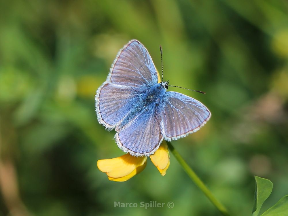 Polyommatus icarus